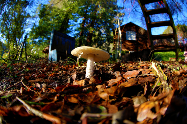Mushroom in the morning sunlight