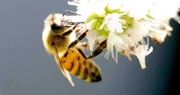 Bee close up