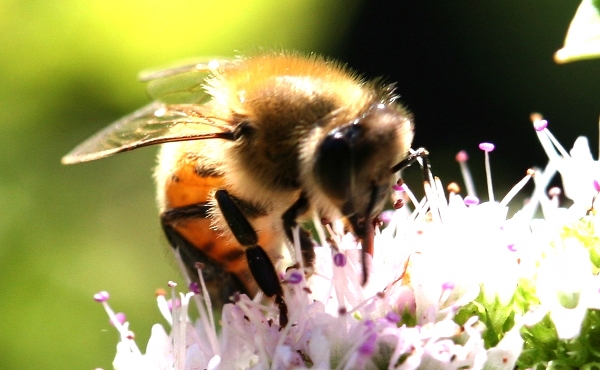 Bee close up pictures