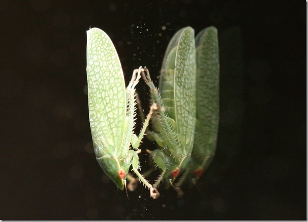 grasshopper on window macro 100mm