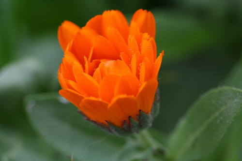 Water on Orange Flower