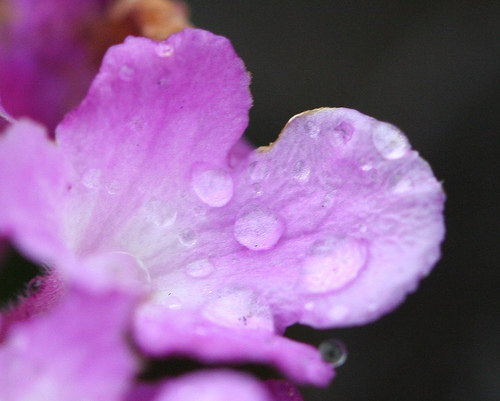 Waterdrops on Purple Flower